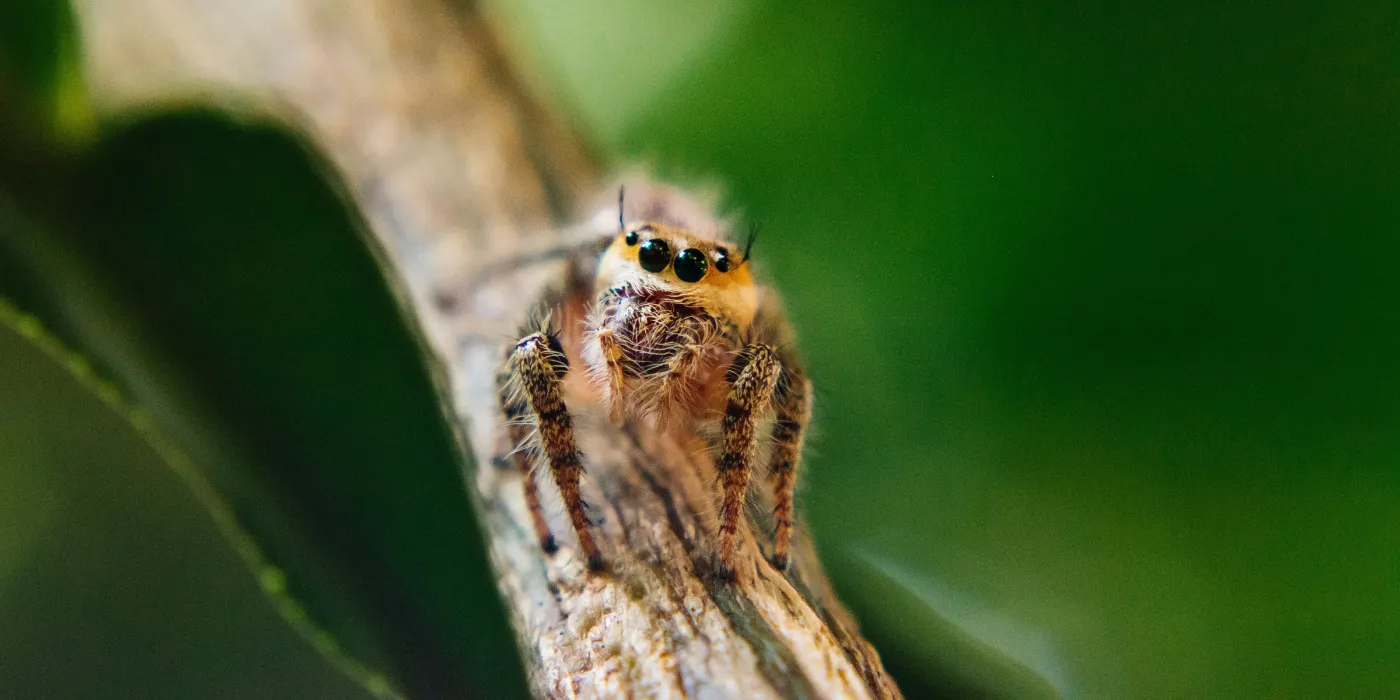 jumping spider