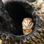 owl in a tree snag