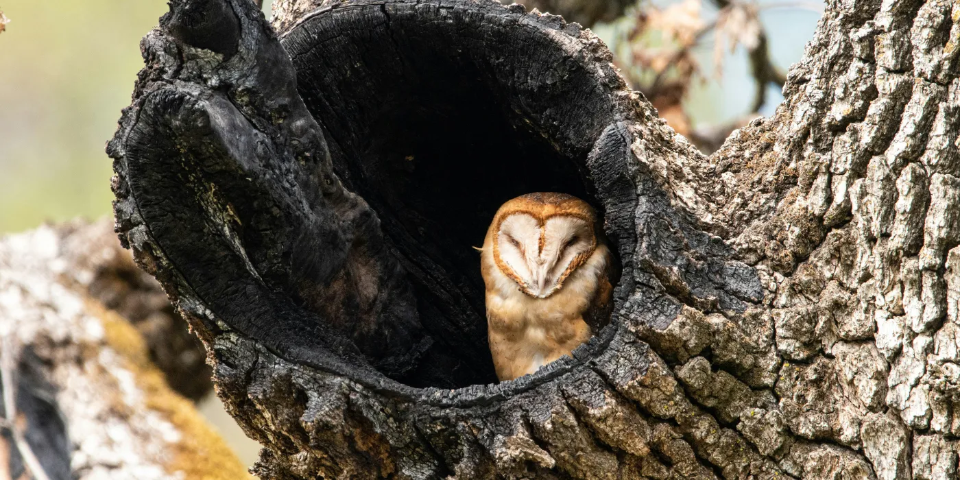owl in a tree snag