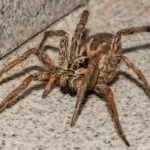 wolf spider