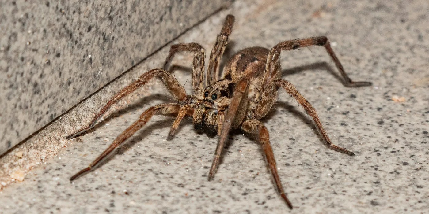 wolf spider