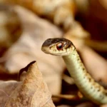 garter snake