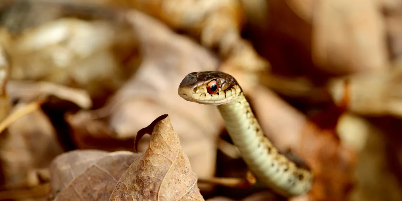 garter snake