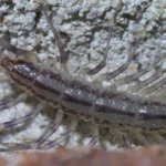 house centipede