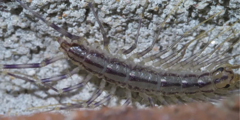 house centipede