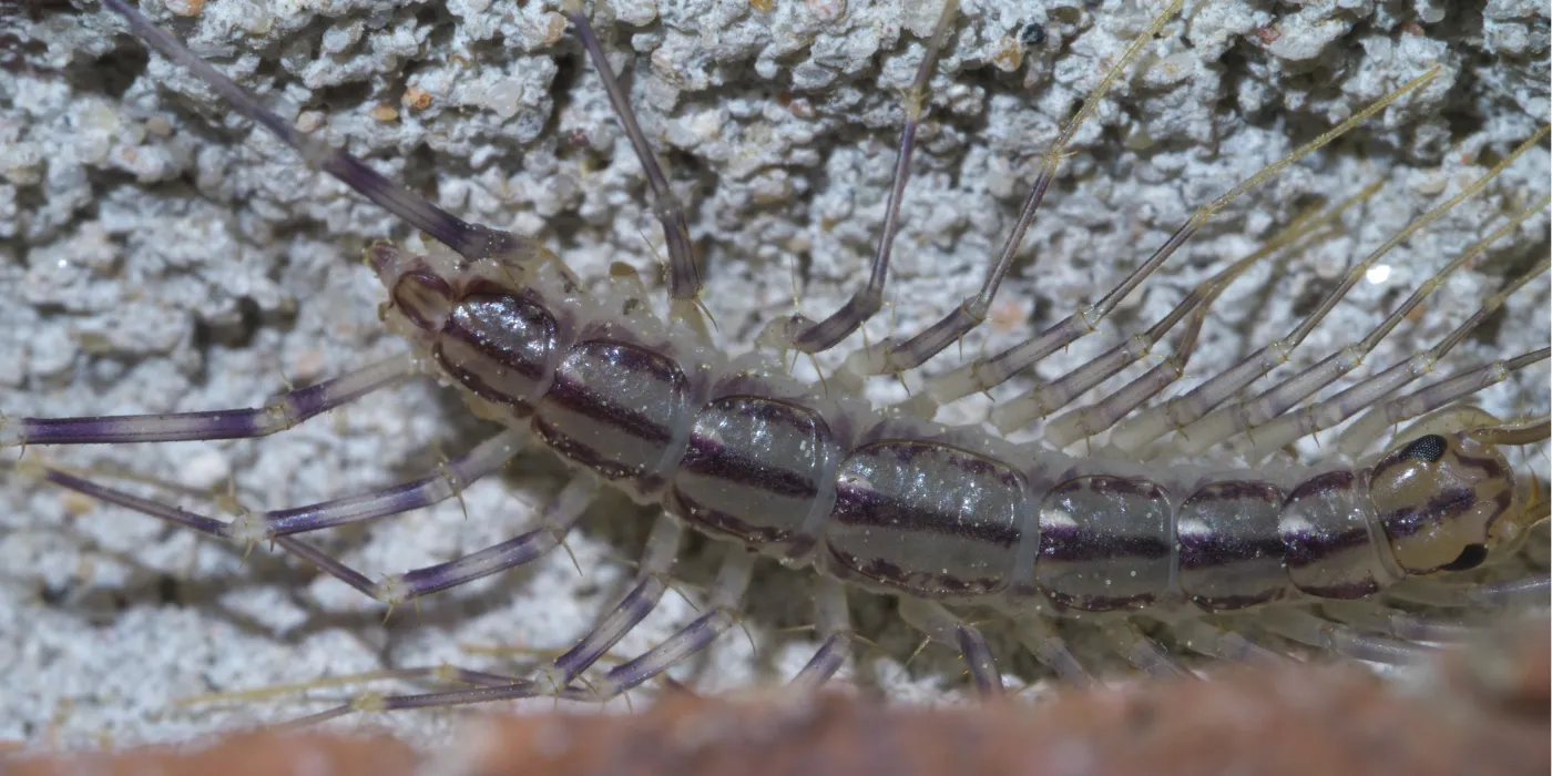 house centipede