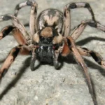 wolf spider