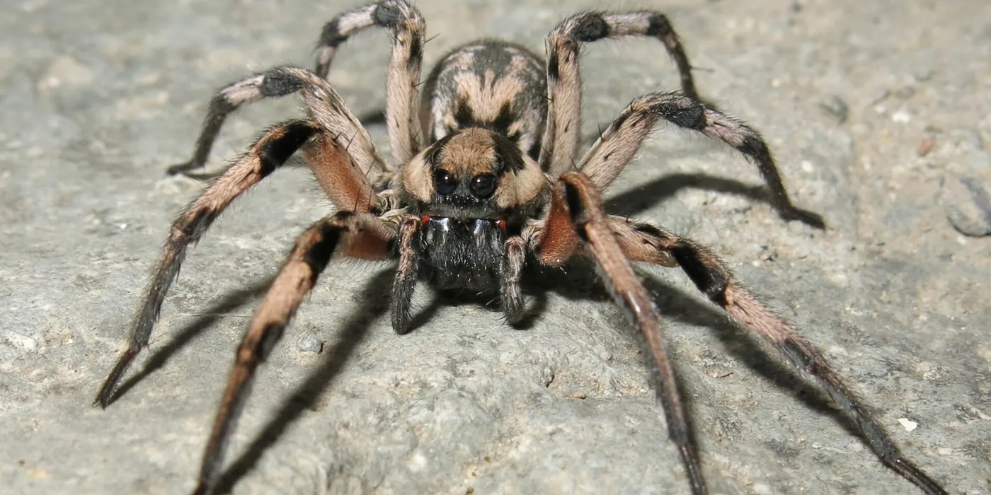 wolf spider