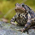 american toad