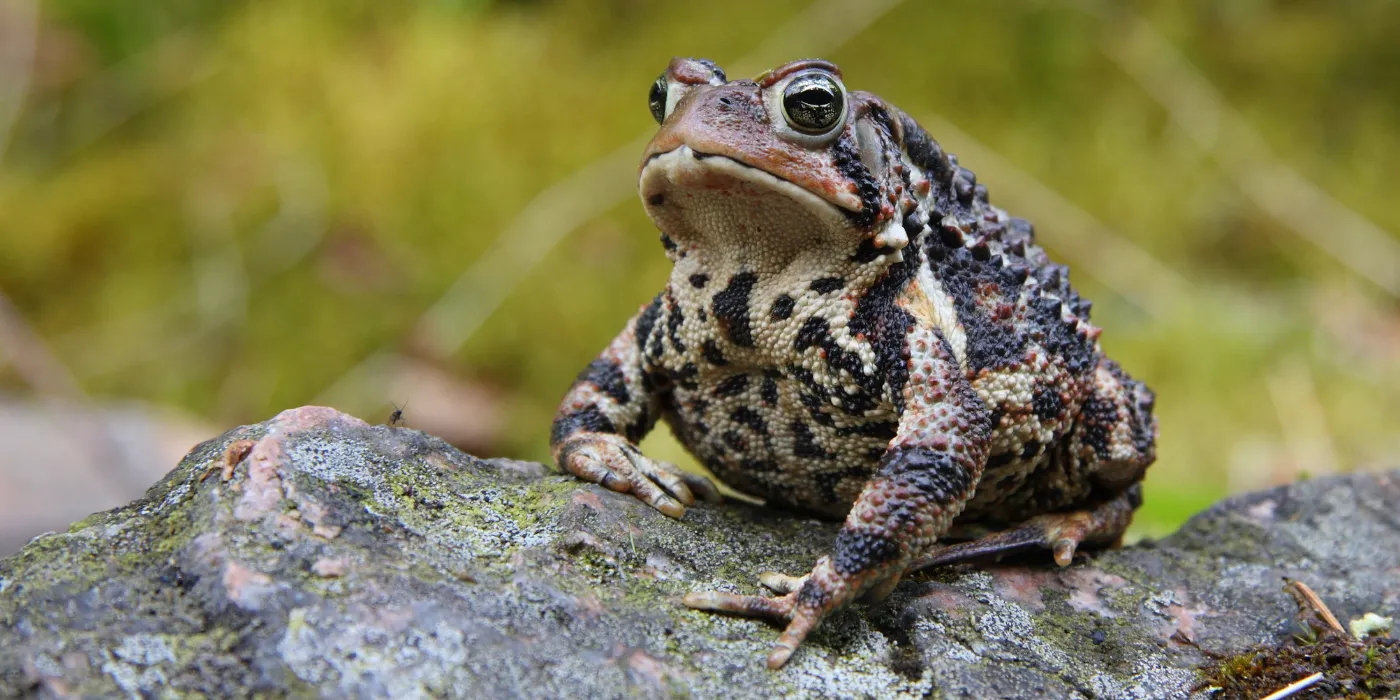 american toad