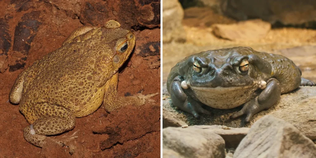 cane toad and colorado river toad
