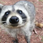 curious raccoon