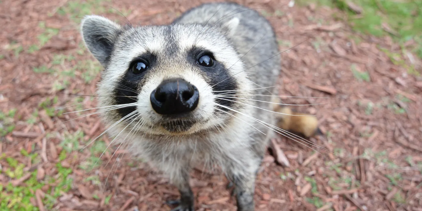 curious raccoon