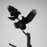 two crows fighting