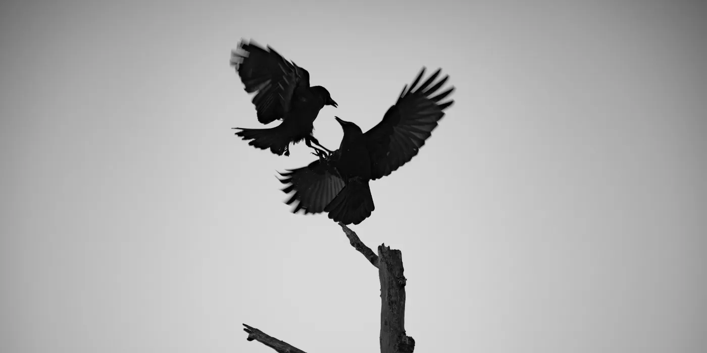 two crows fighting