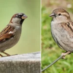 male and female house sparrows