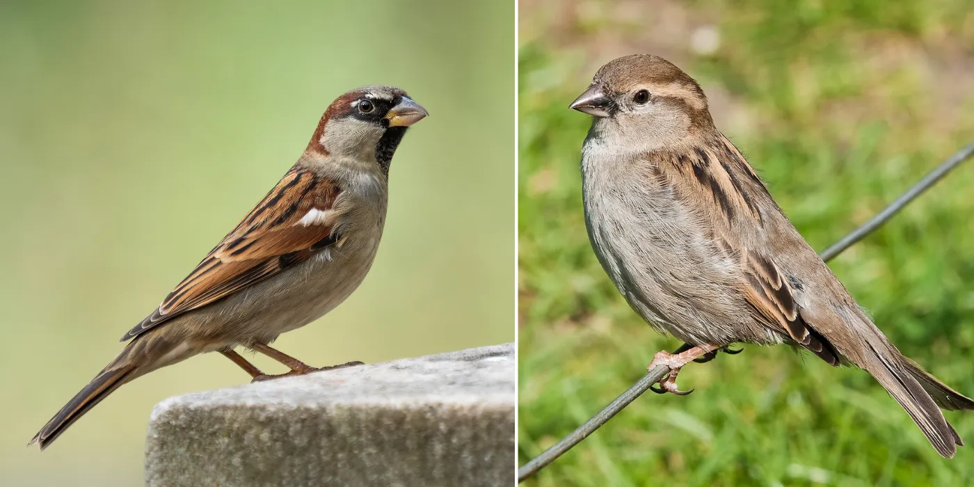 male and female house sparrows