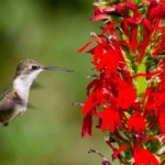 hummingbird at a cardinal flower