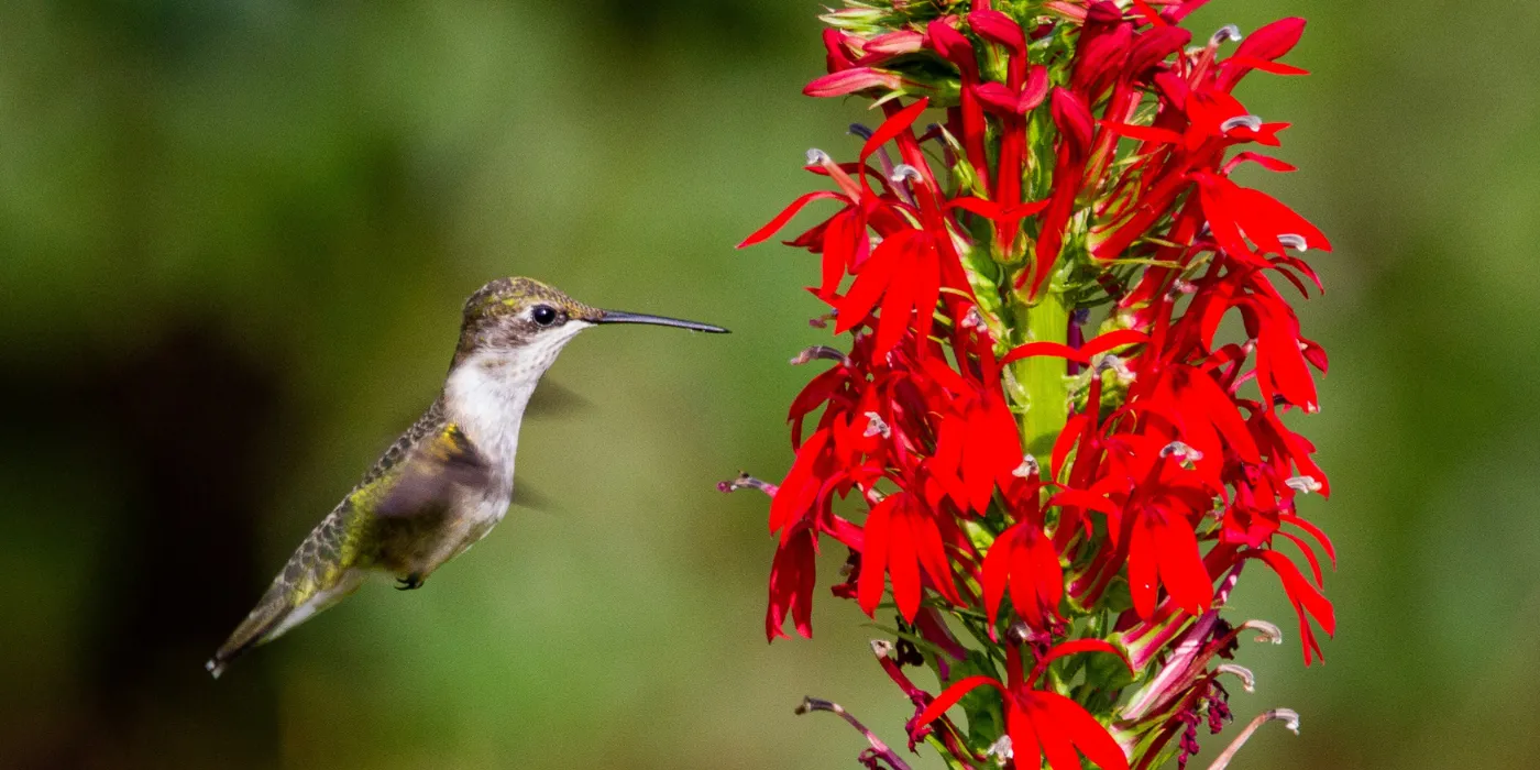 hummingbird at a cardinal flower