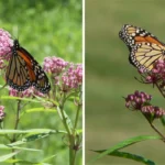 swamp milkweed with a monarch