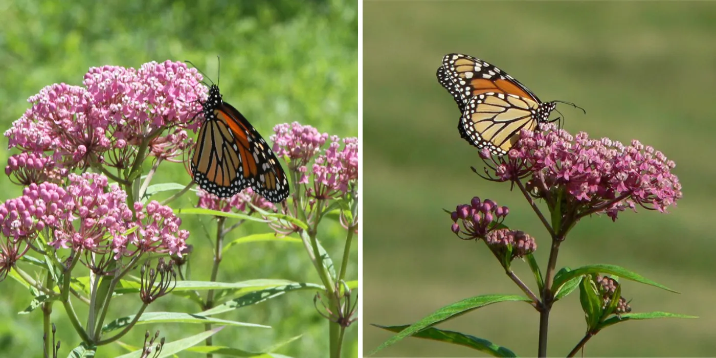 swamp milkweed with a monarch