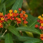 tropical milkweed