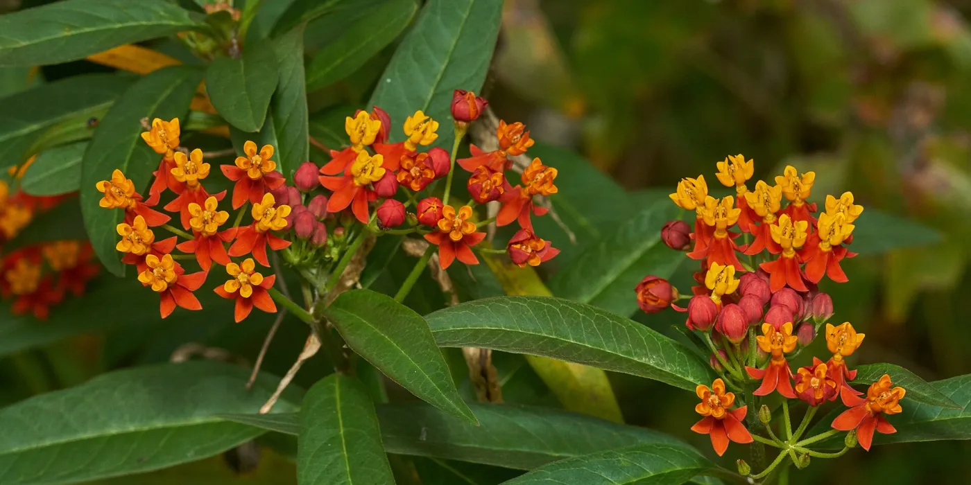 tropical milkweed
