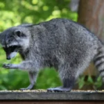 raccoon
