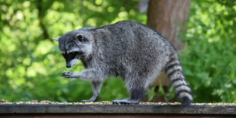 raccoon