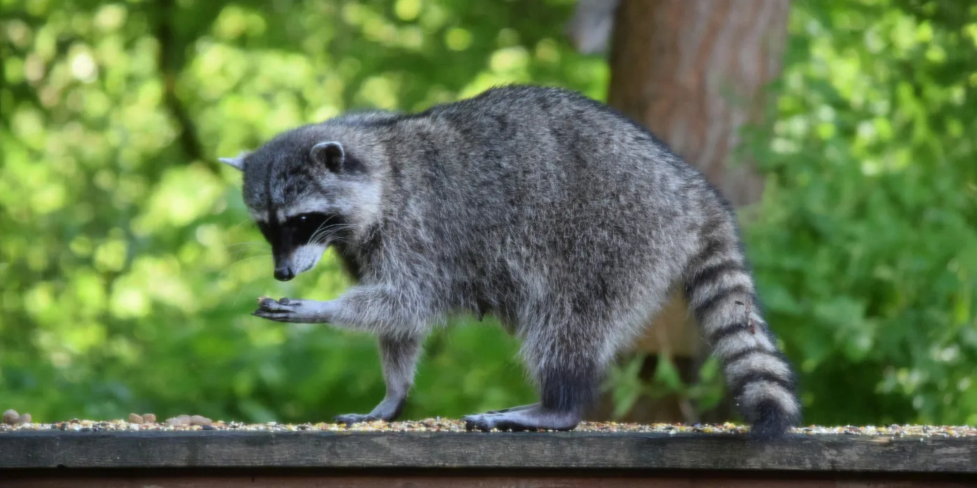 raccoon
