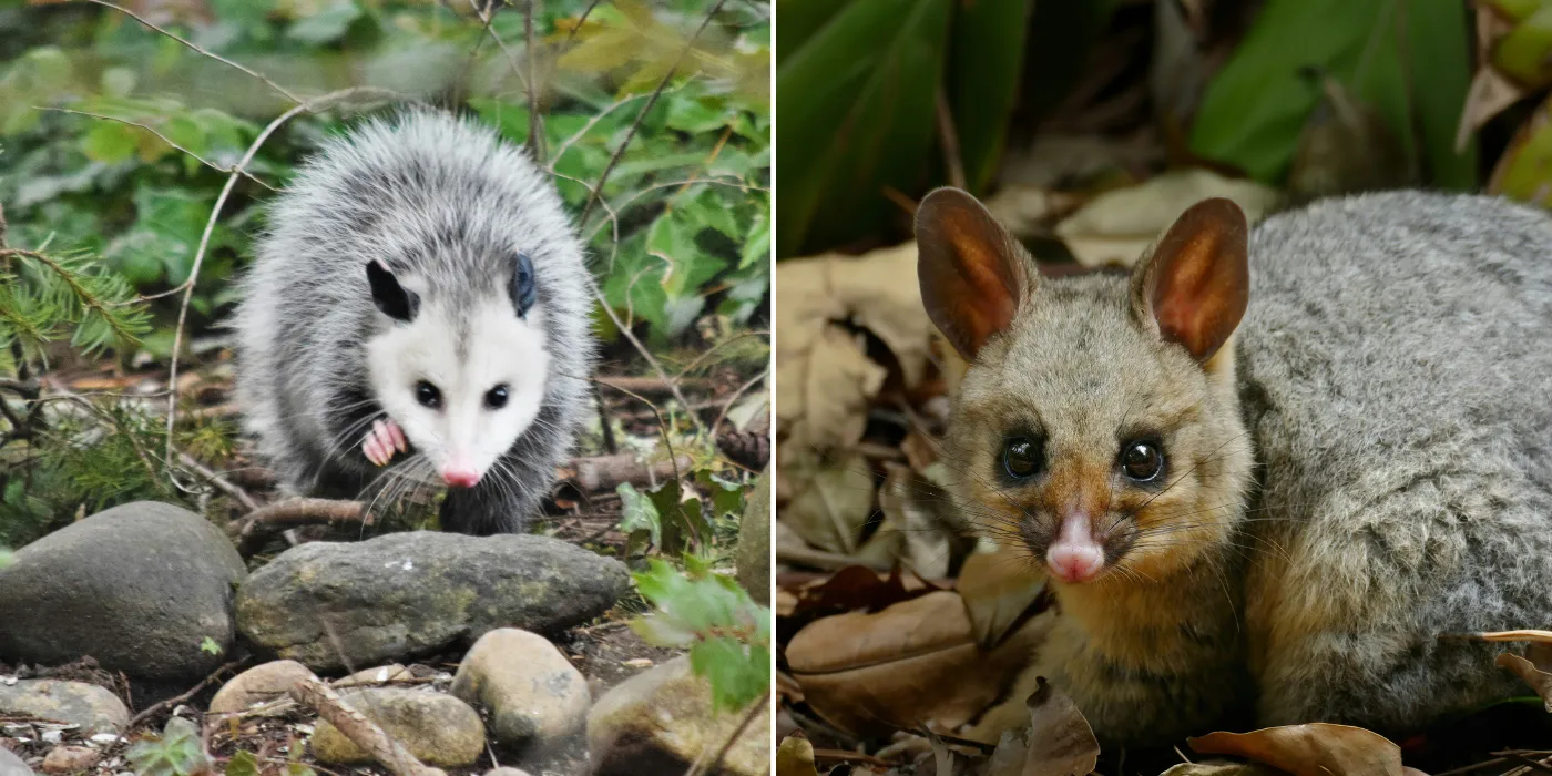 opossum and possum side by side