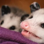 opossum