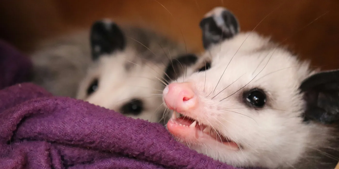 opossum