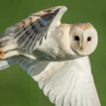 owl flying