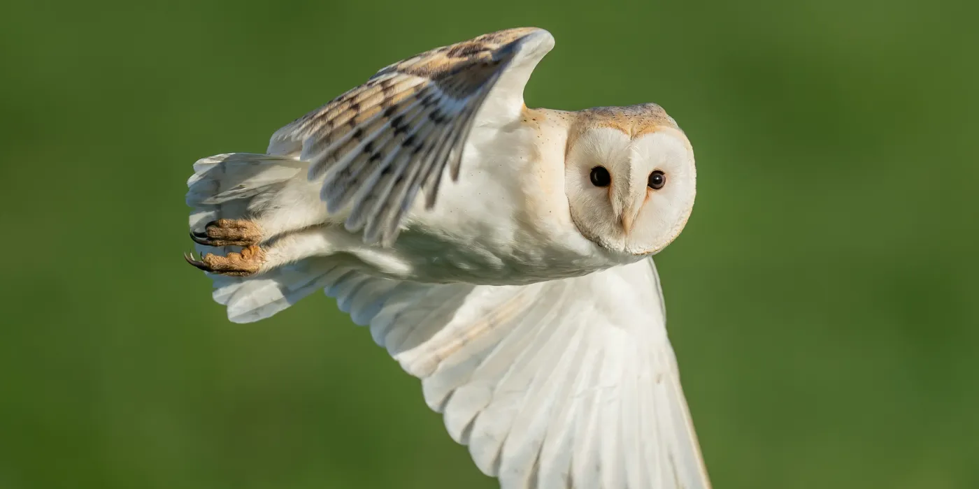 owl flying