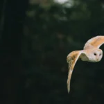 owl flying