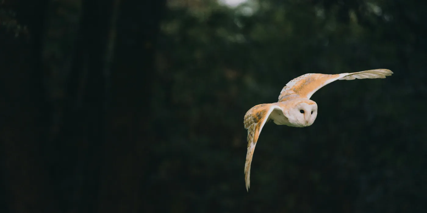 owl flying
