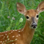 deer in weeds