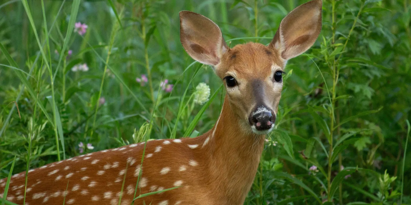 deer in weeds
