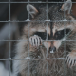raccoon in a cage