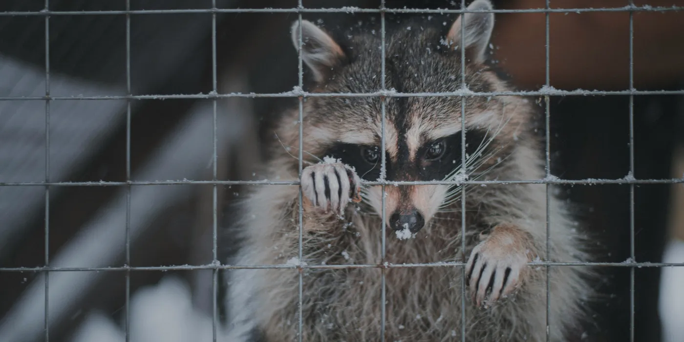 raccoon in a cage