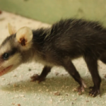 baby opossum