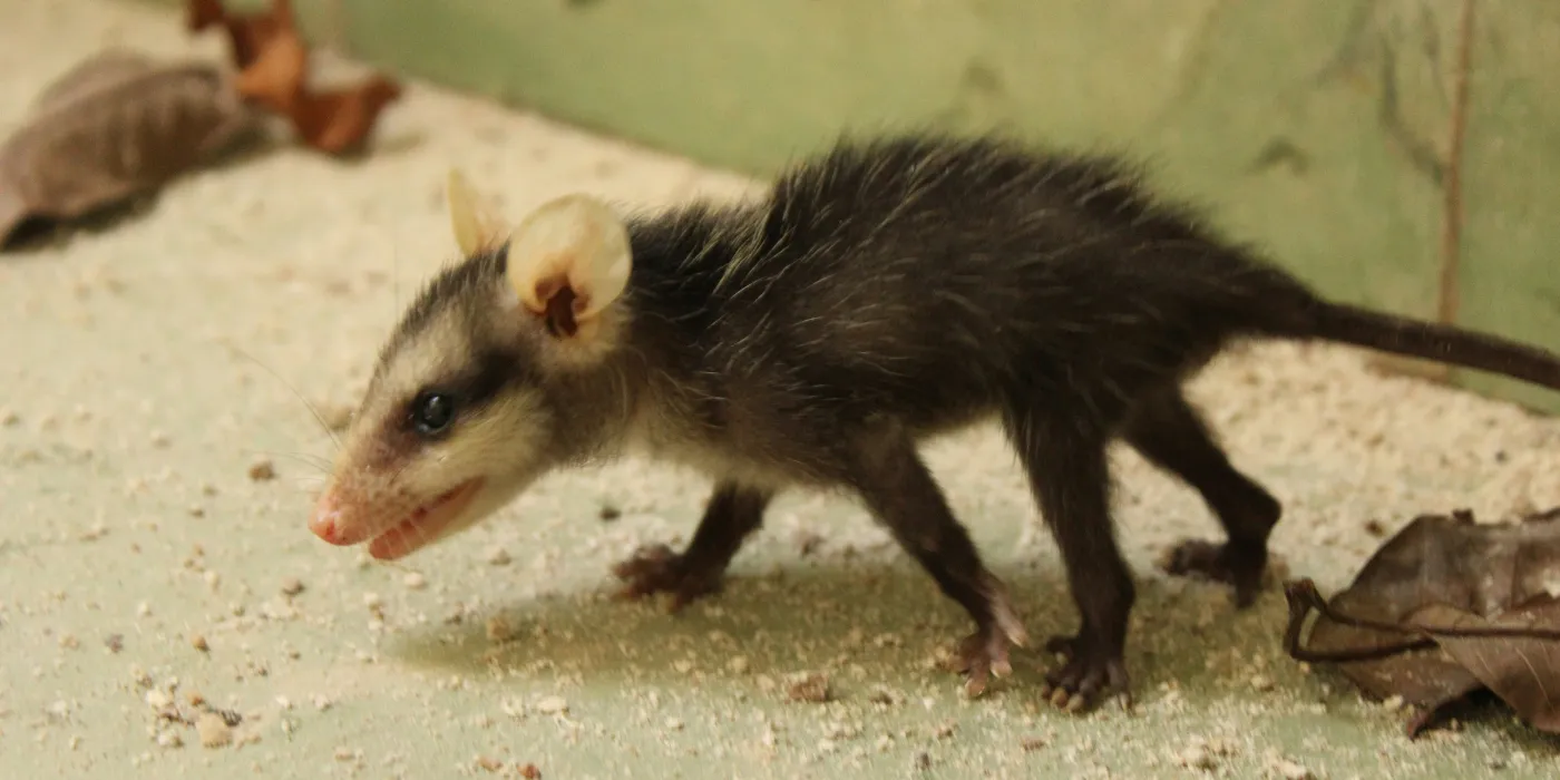 baby opossum