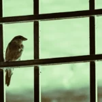 bird at a window