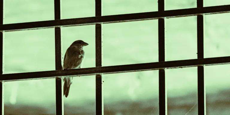 bird at a window