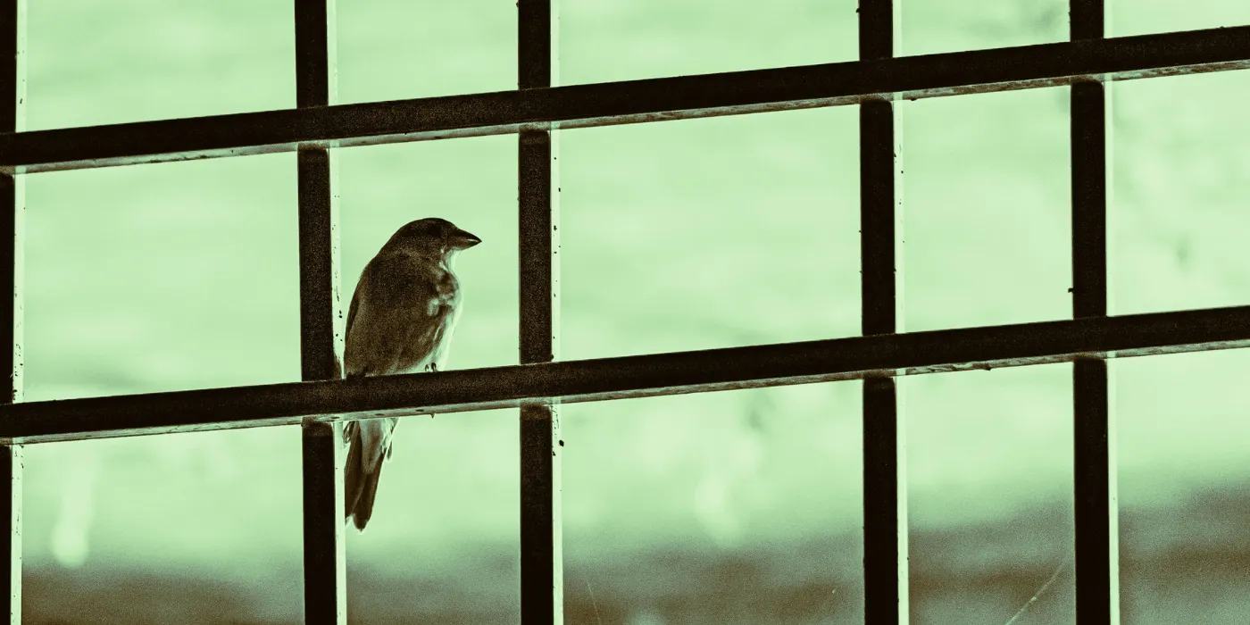 bird at a window