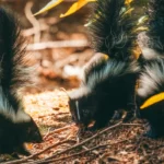 skunks