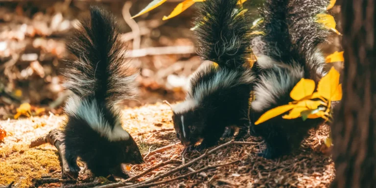 skunks