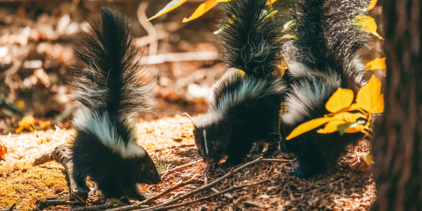 skunks