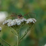 daddy long leg